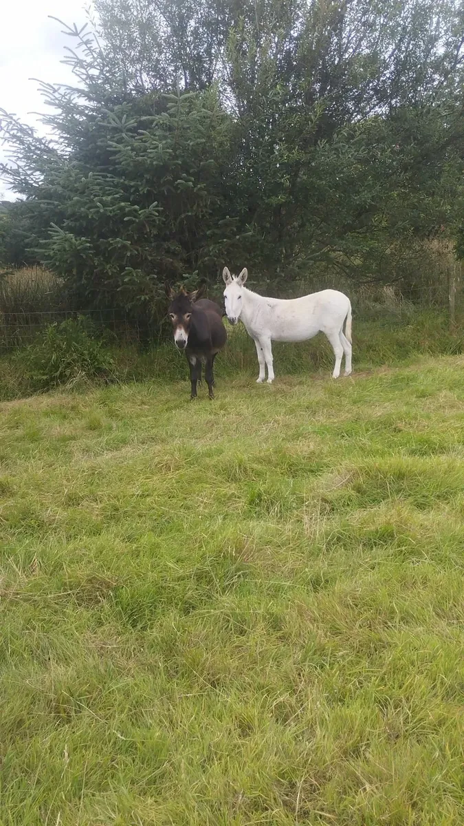 Springing mare donkeys - Image 1