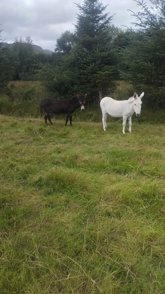 Springing mare donkeys - Image 2
