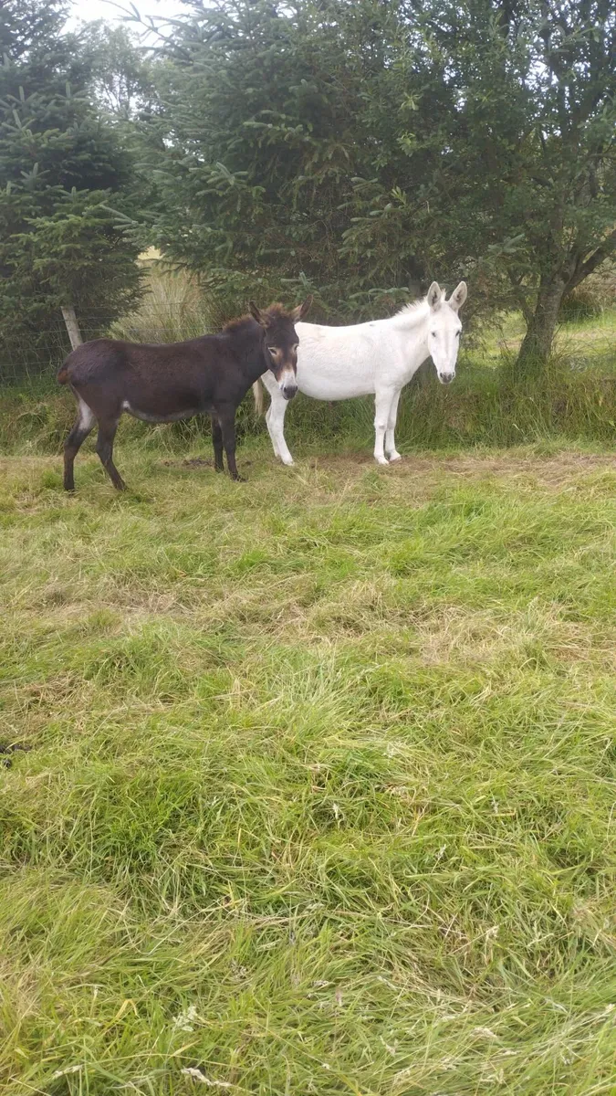 Springing mare donkeys - Image 4