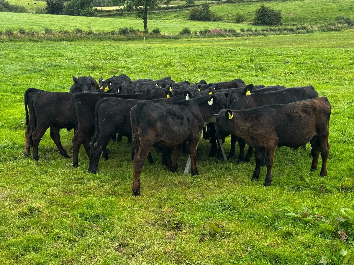Sweet Early 2025 Angus Bulls - Image 4