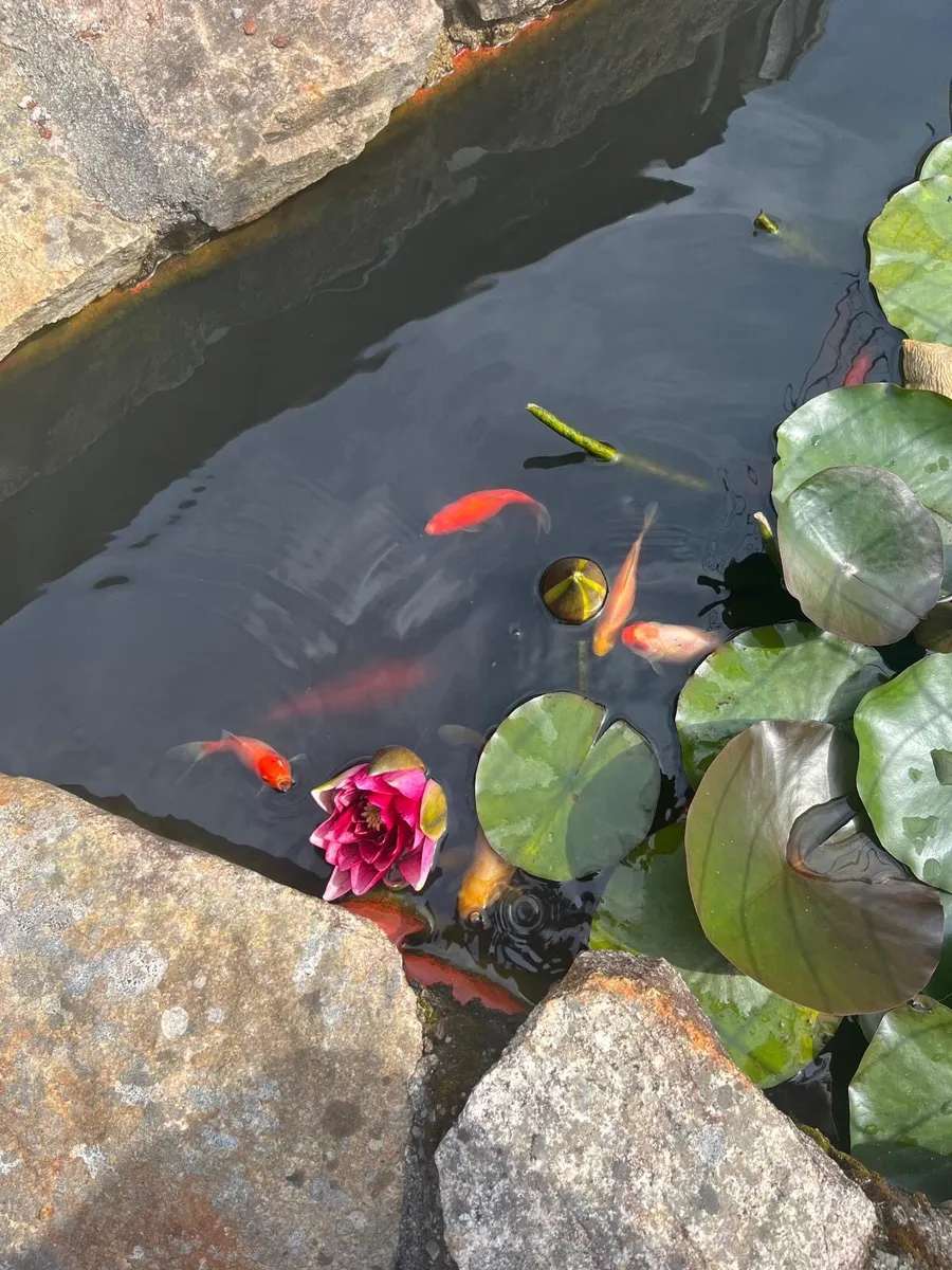 Goldfish for sale - Image 1