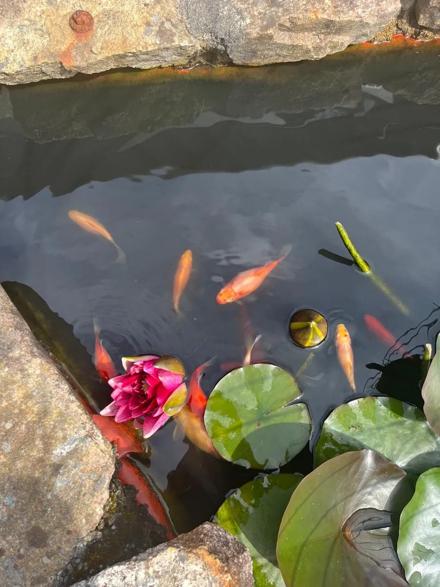 Goldfish for sale - Image 2