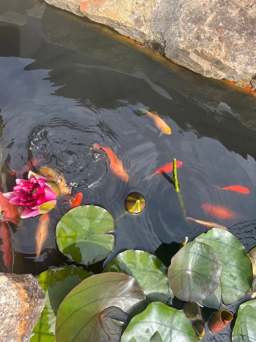 Goldfish for sale - Image 3