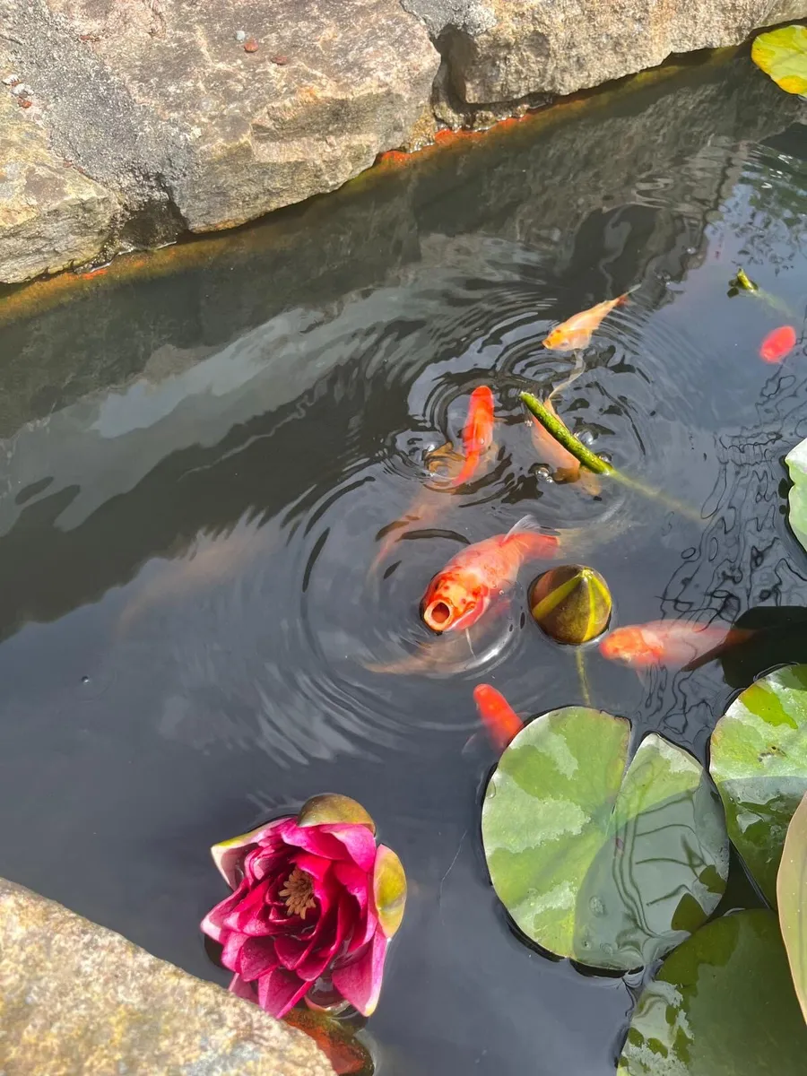 Goldfish for sale - Image 4