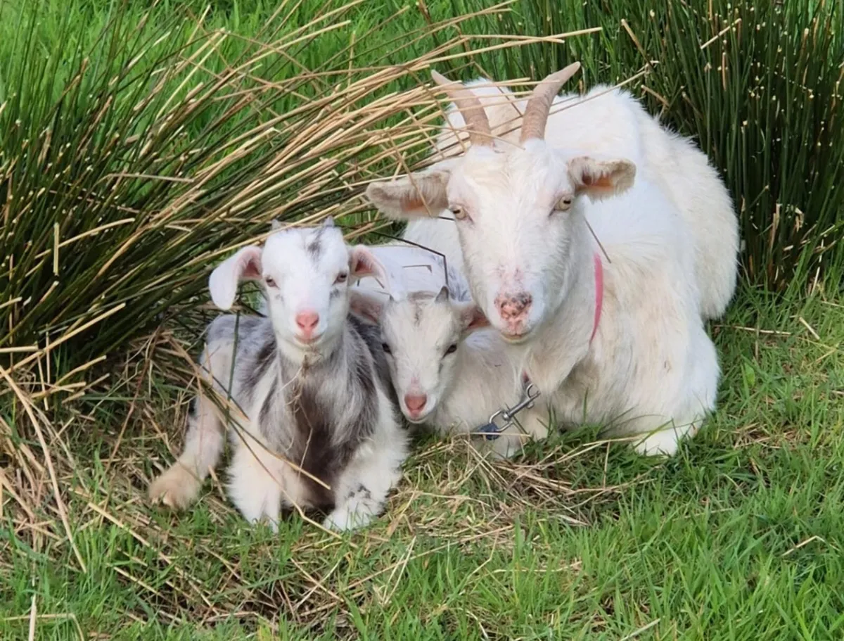 Saenan goats for sale - Image 1