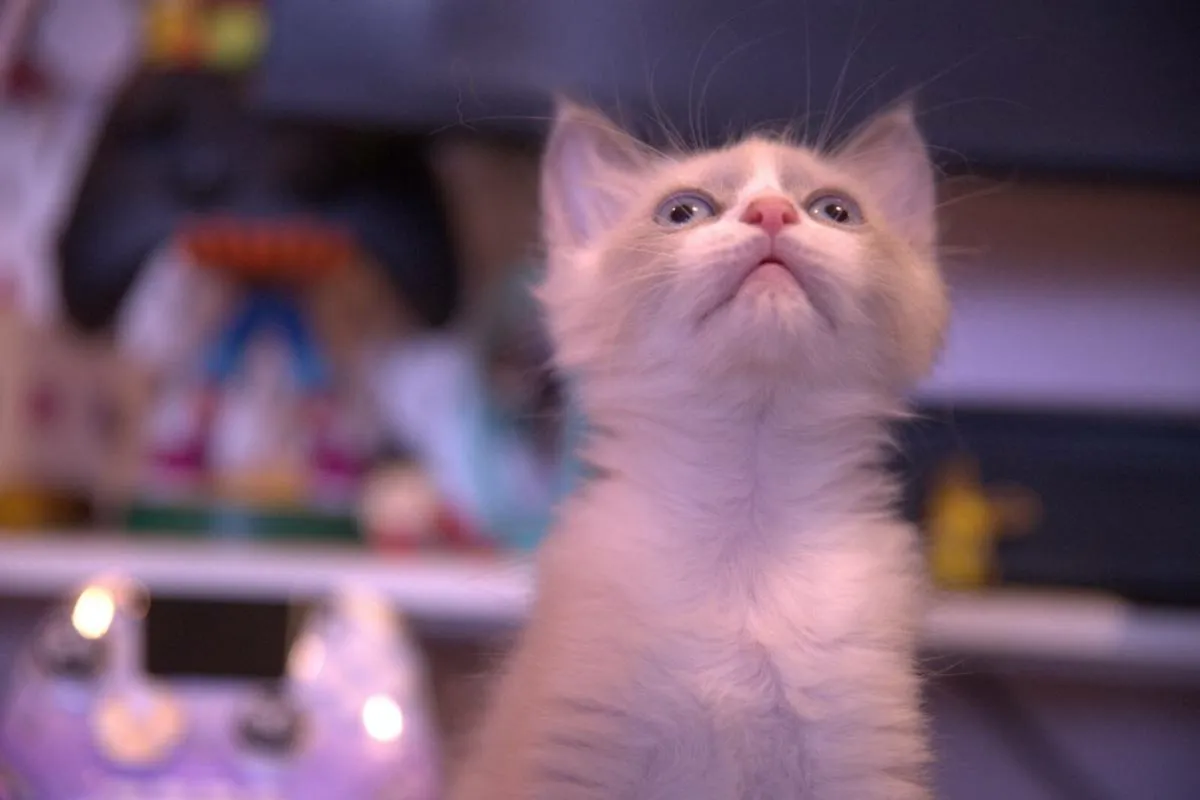 beautiful ragdoll x Sphynx kittens - Image 4