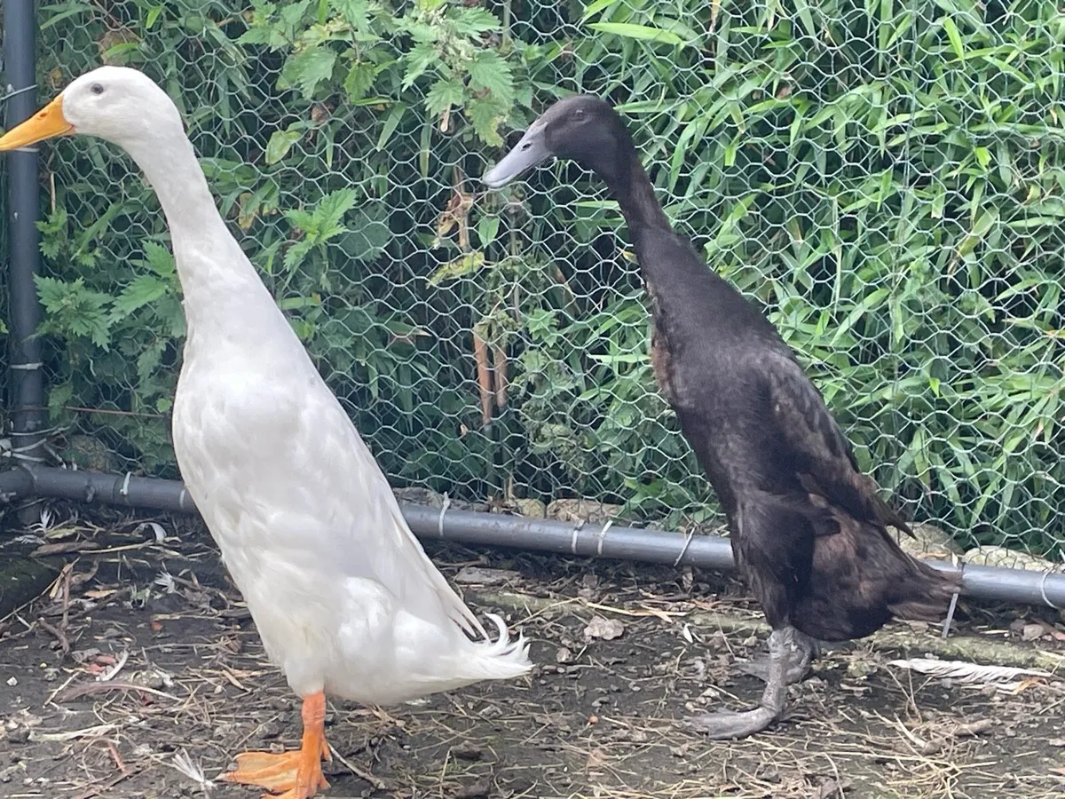 Pure bred Indian runner ducks - Image 1