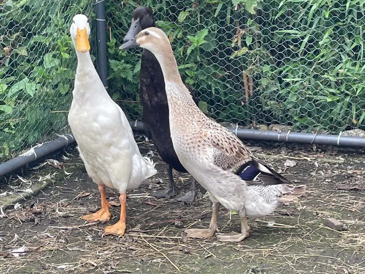 Pure bred Indian runner ducks - Image 2