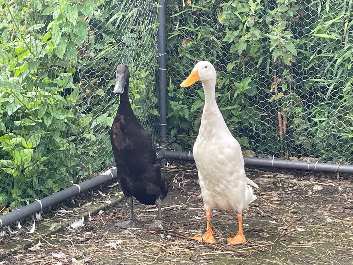 Pure bred Indian runner ducks - Image 3