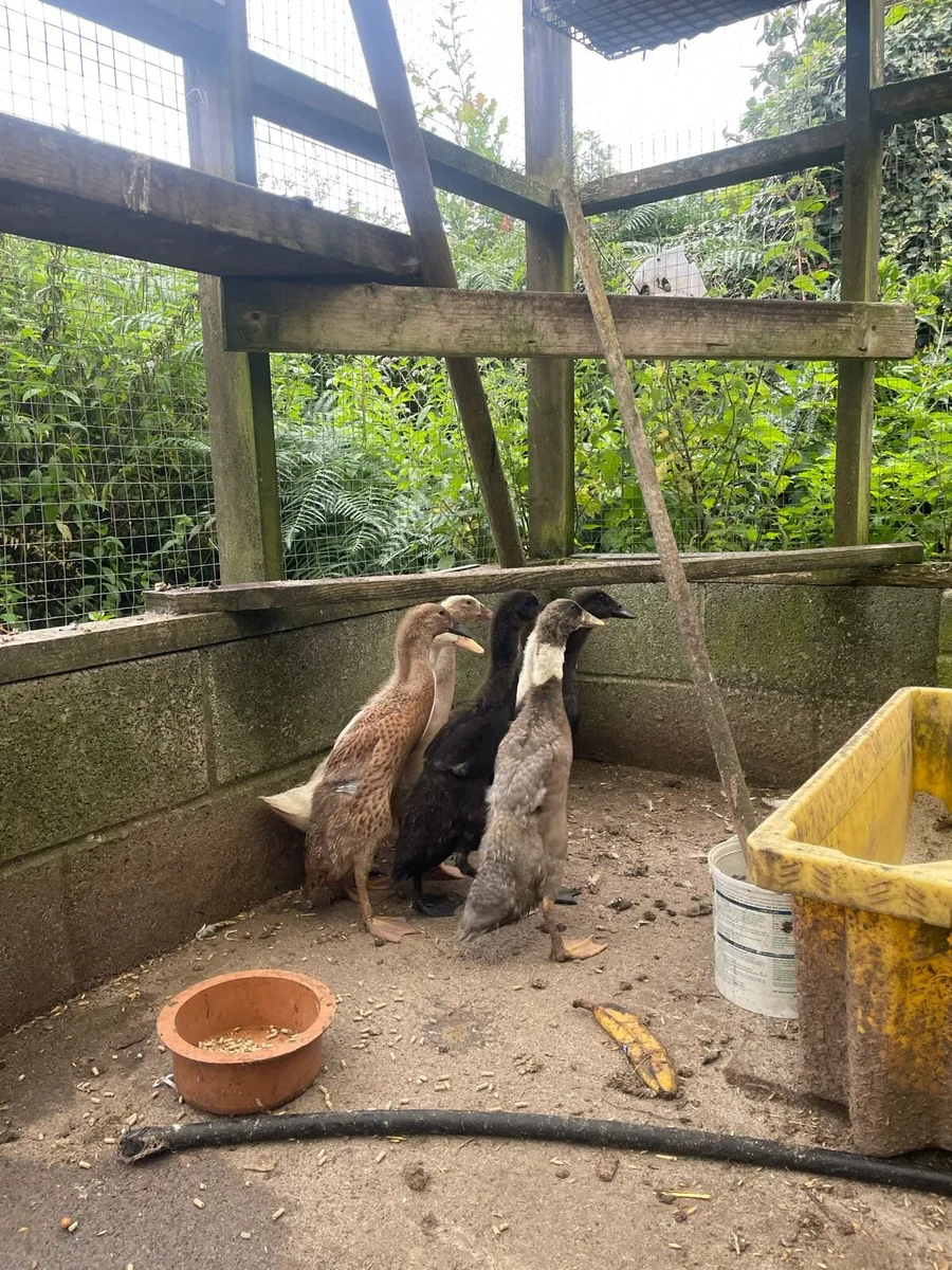 Pure bred Indian runner ducks - Image 4