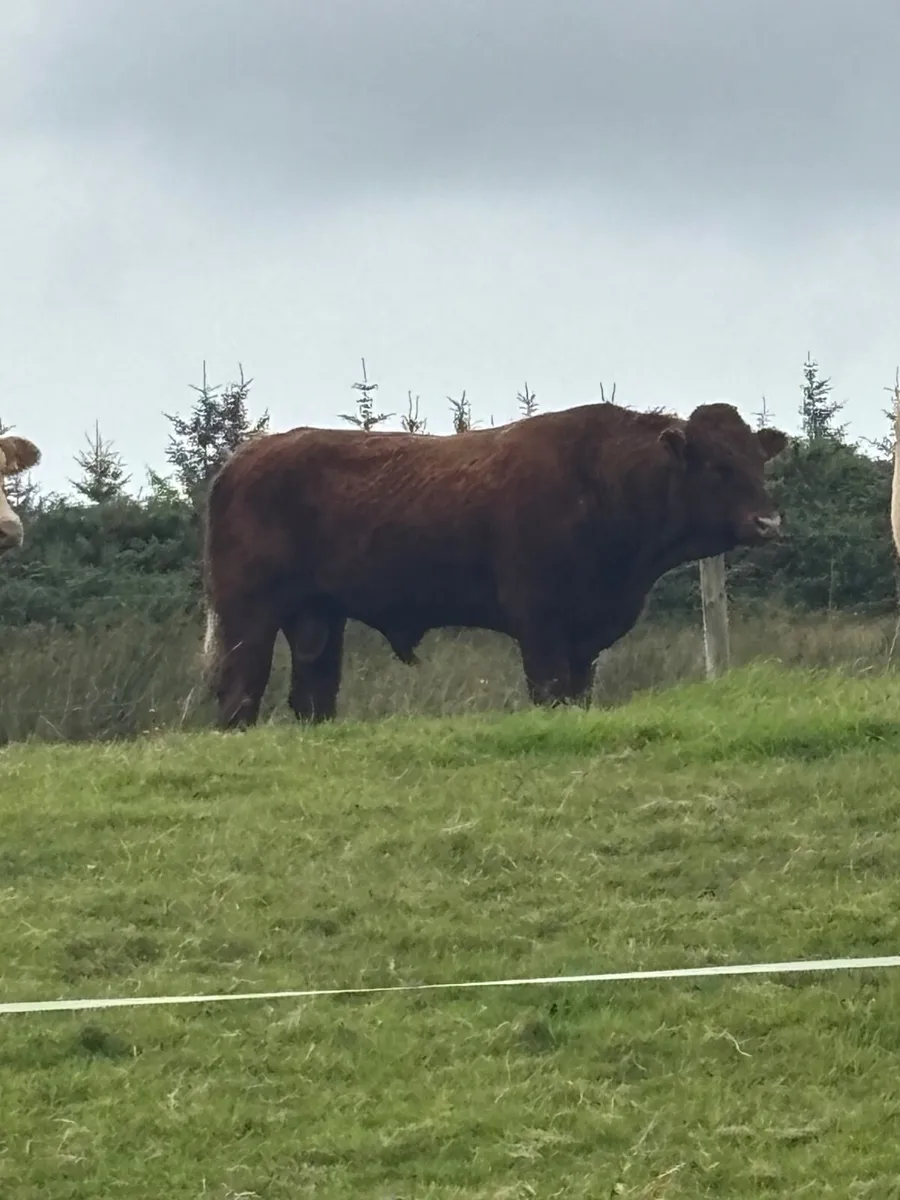 Animal - Image 1