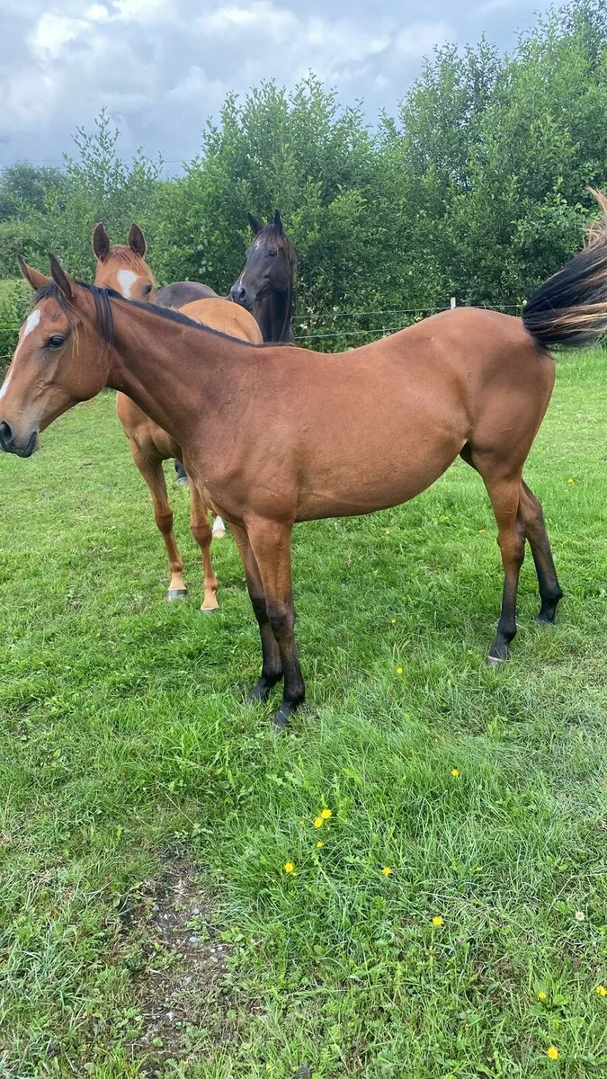 2 Filly's for sale - Image 2