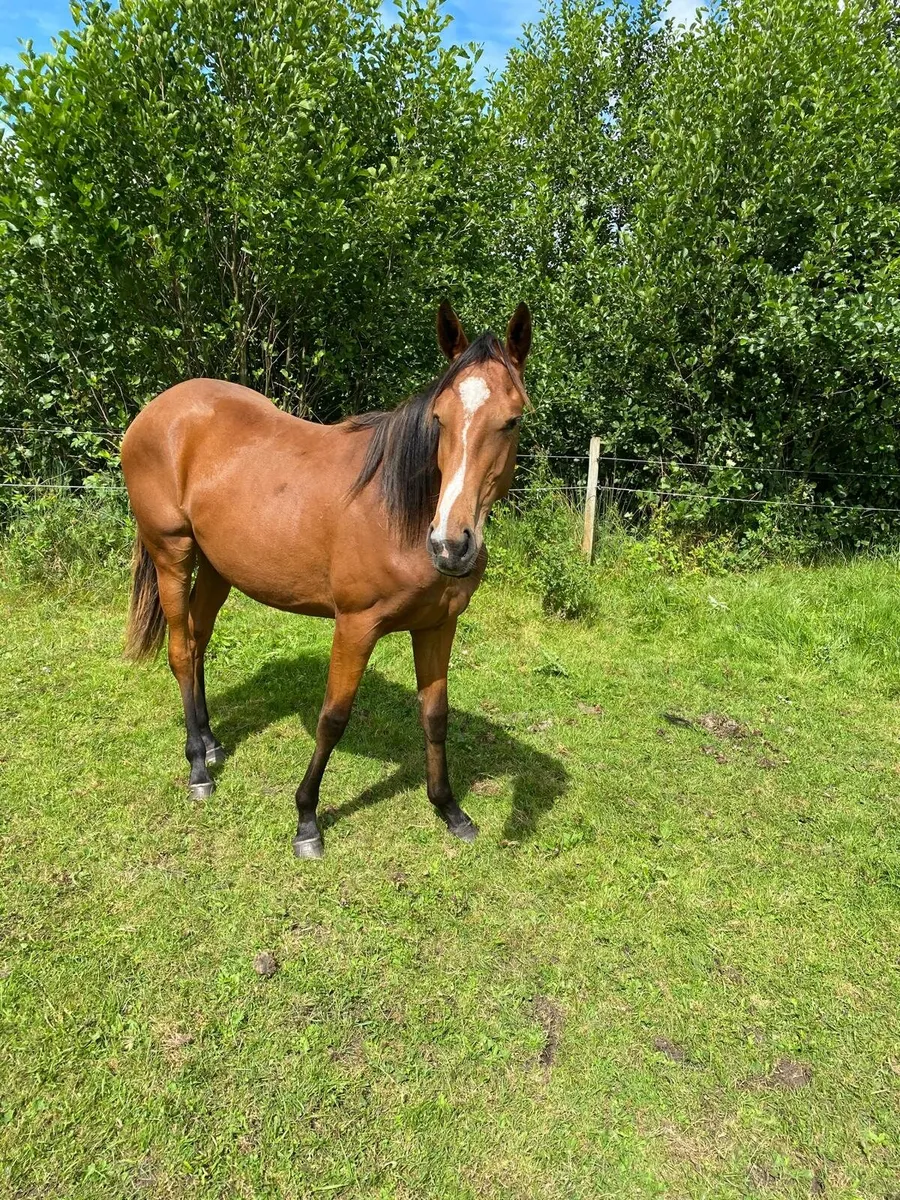 2 Filly's for sale - Image 3