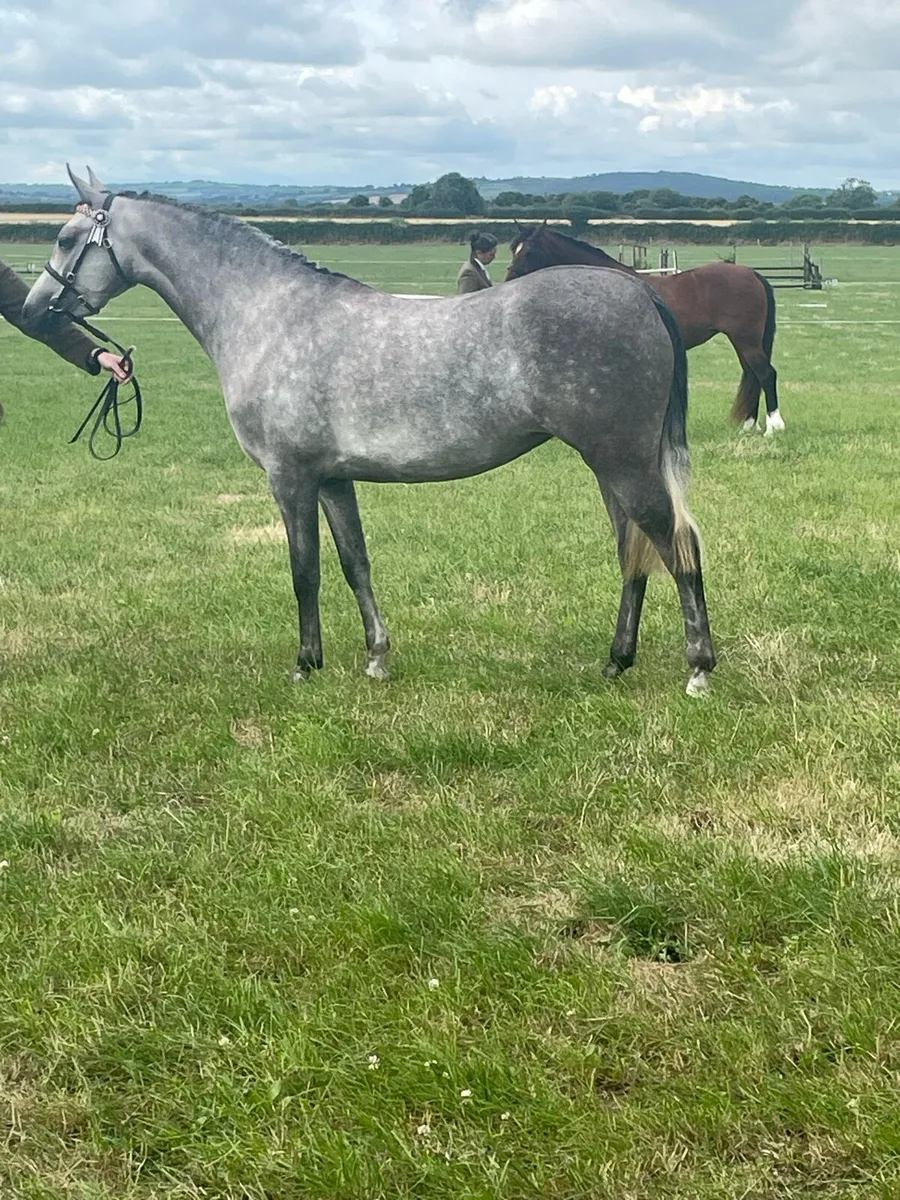 Part Bred Welsh - Image 2