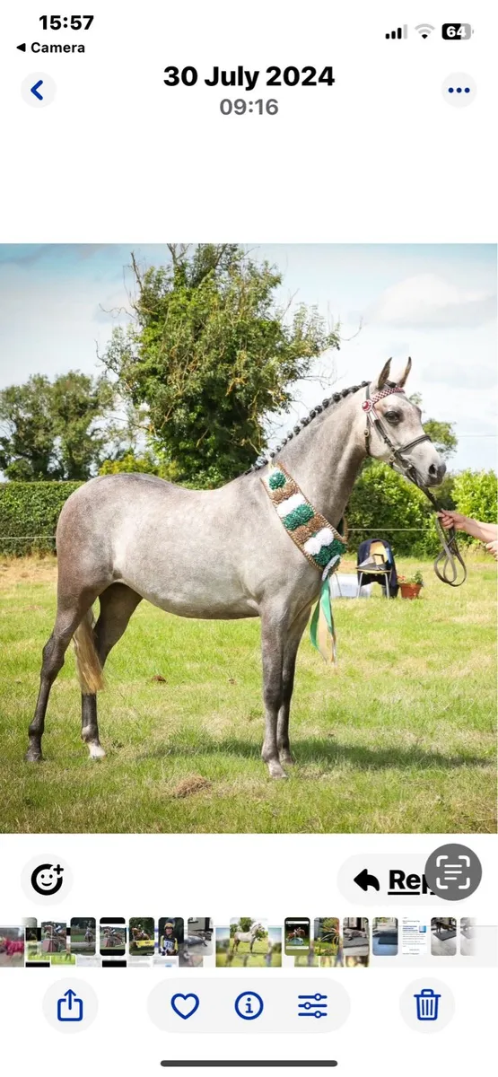 Part Bred Welsh - Image 4
