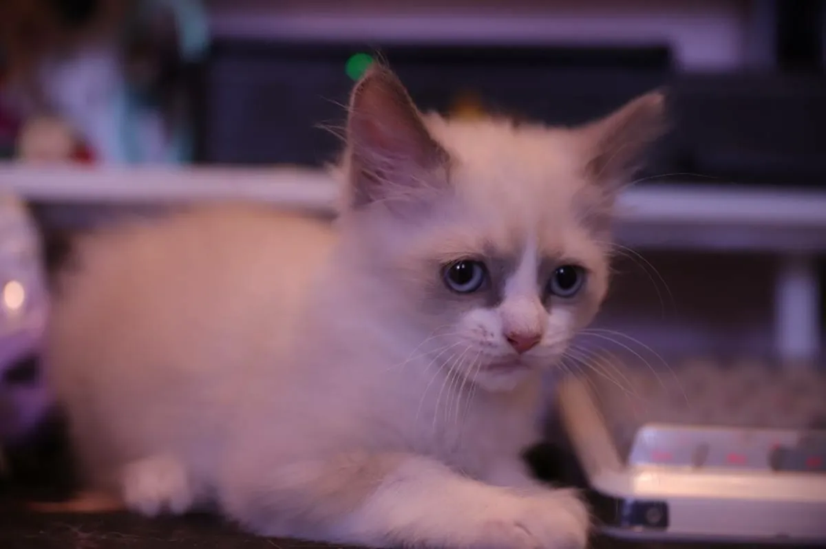 beautiful ragdoll x Sphynx kittens - Image 1