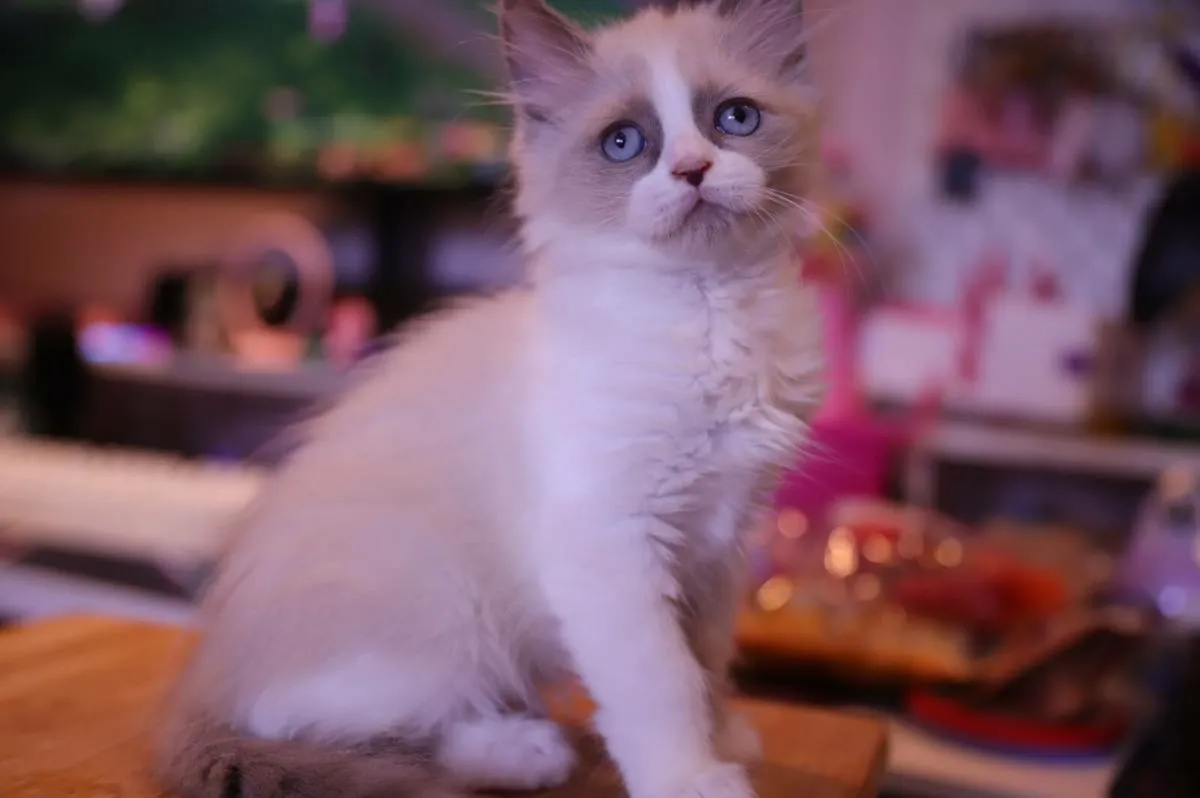 beautiful ragdoll x Sphynx kittens - Image 2