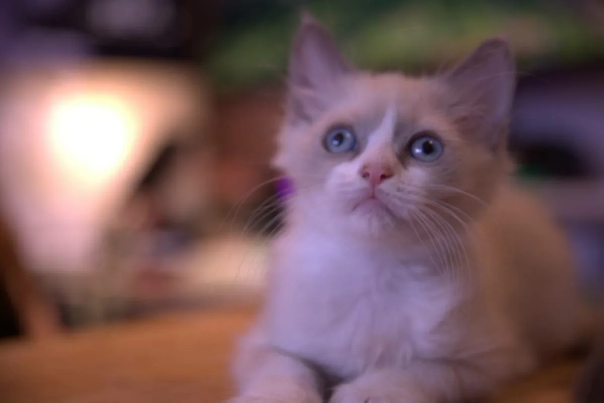 beautiful ragdoll x Sphynx kittens - Image 3