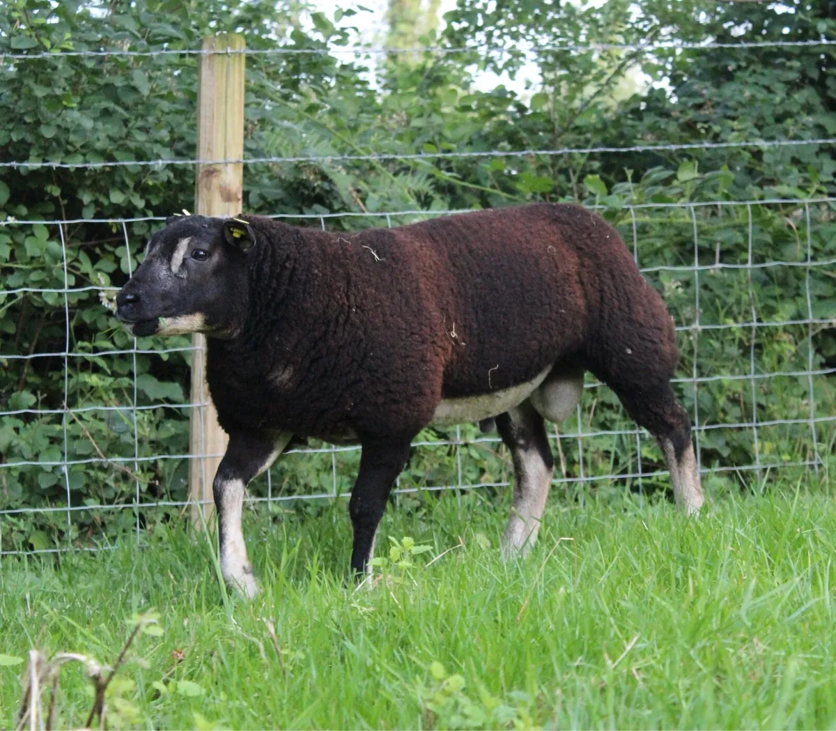Pedigree Dassenkop Rams - SIS Approved - Image 4