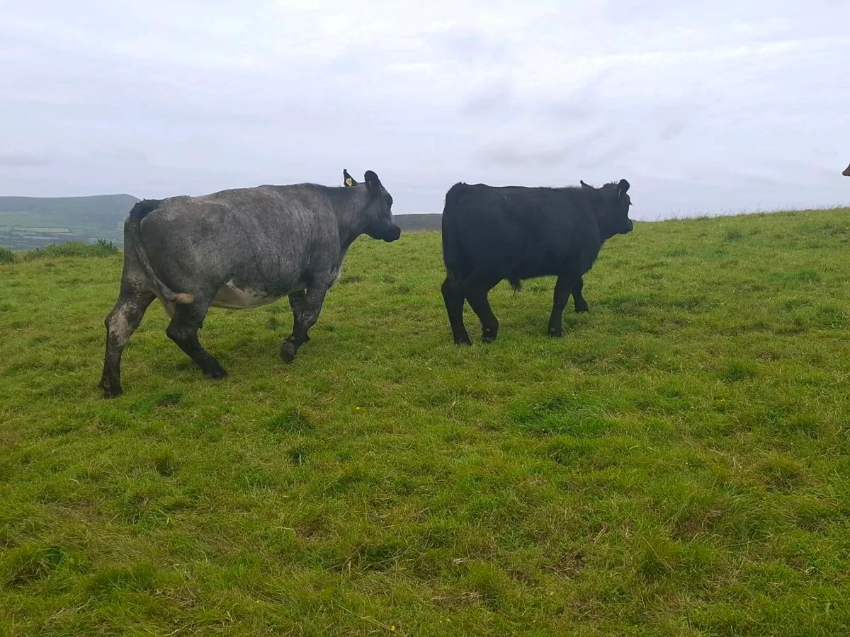 Full Symbol Organic cows and weanlings - Image 3