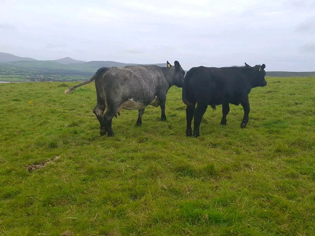 Full Symbol Organic cows and weanlings - Image 4
