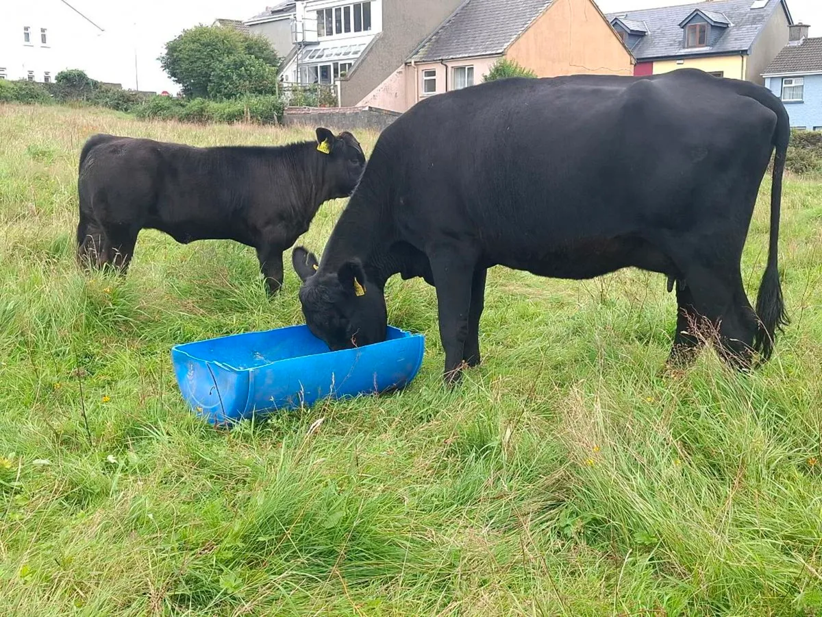 Full Symbol Organic cows and weanlings - Image 1