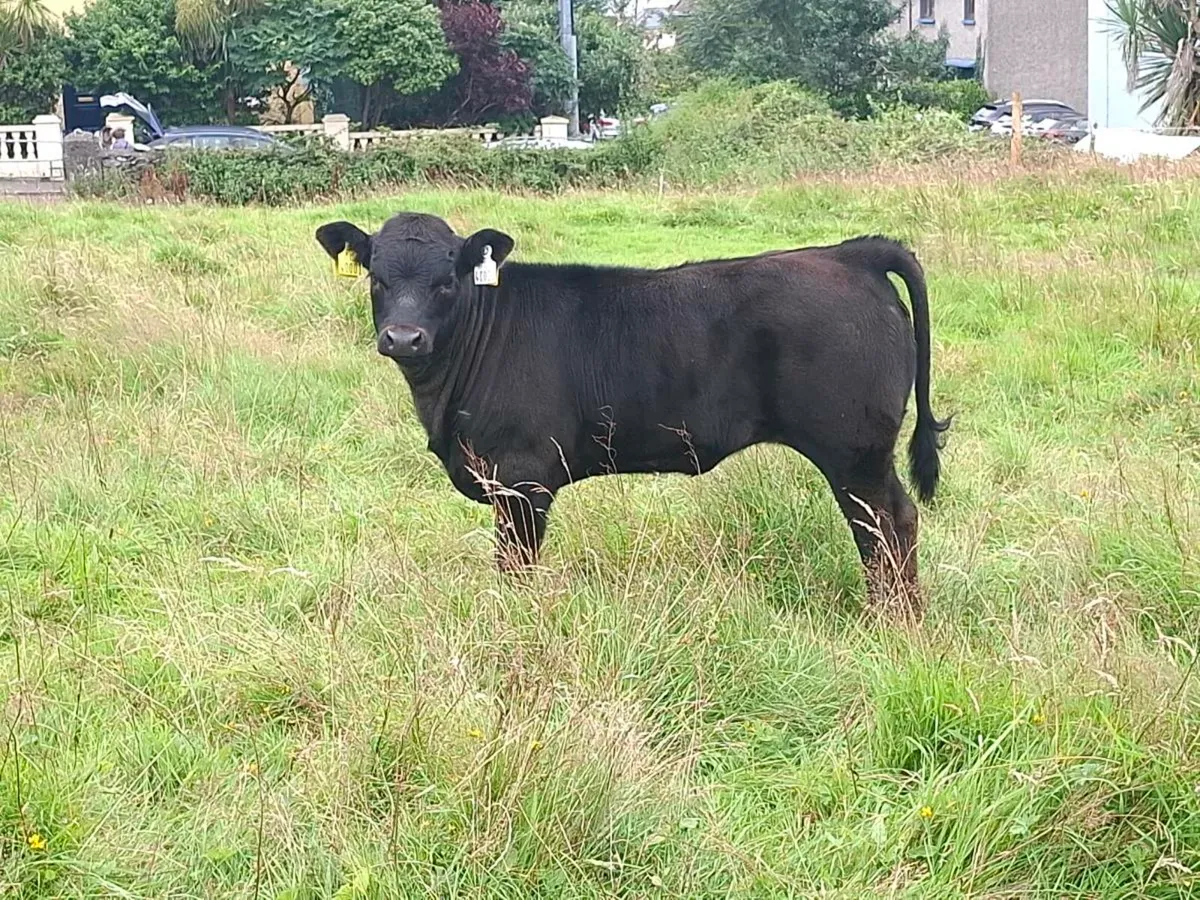 Aberdern Angus Full Symbol Organic cow and calf - Image 1