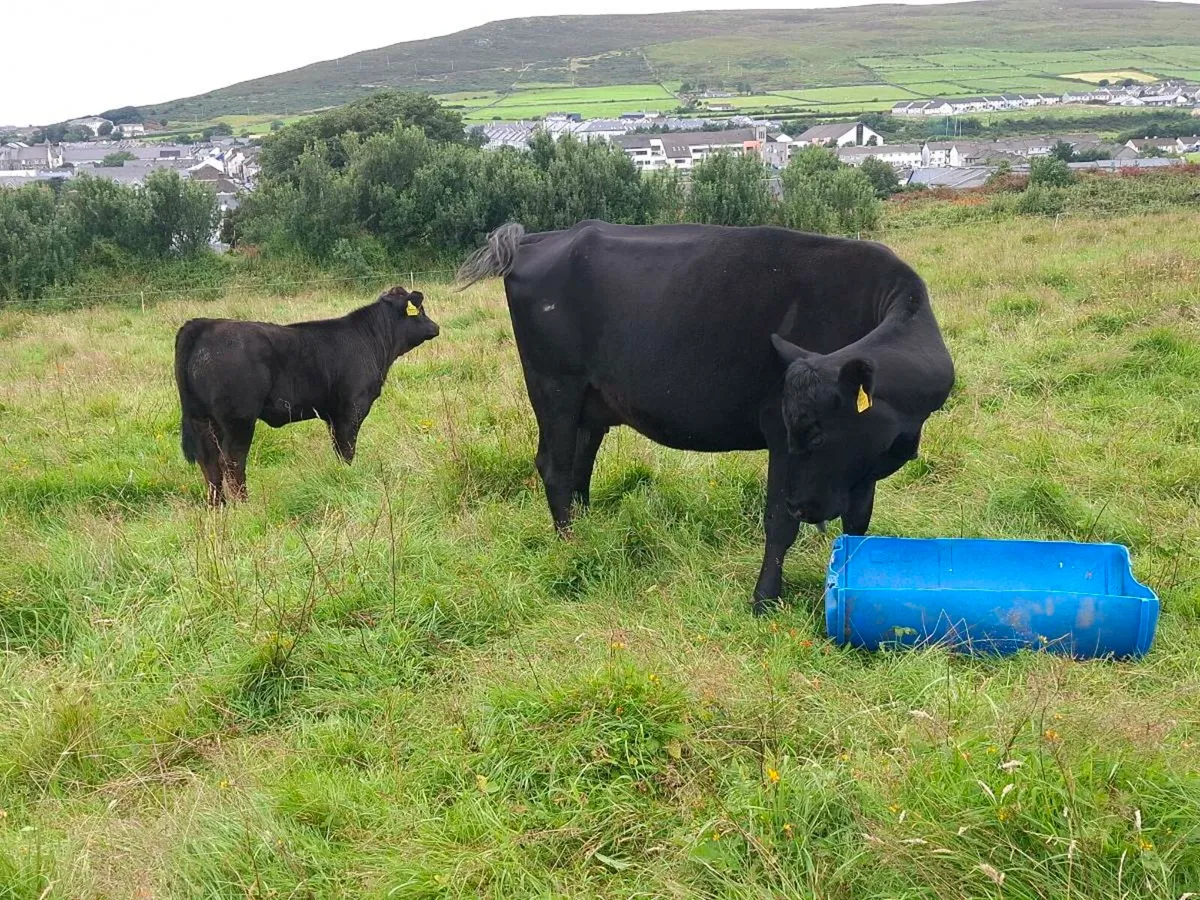 Aberdern Angus Full Symbol Organic cow and calf - Image 4