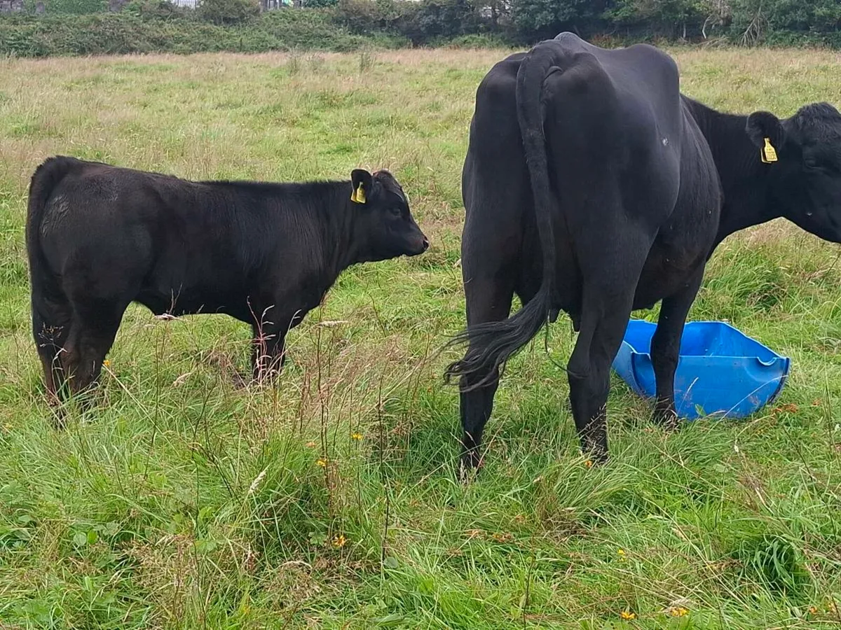 Full Symbol Organic cows and weanlings - Image 2