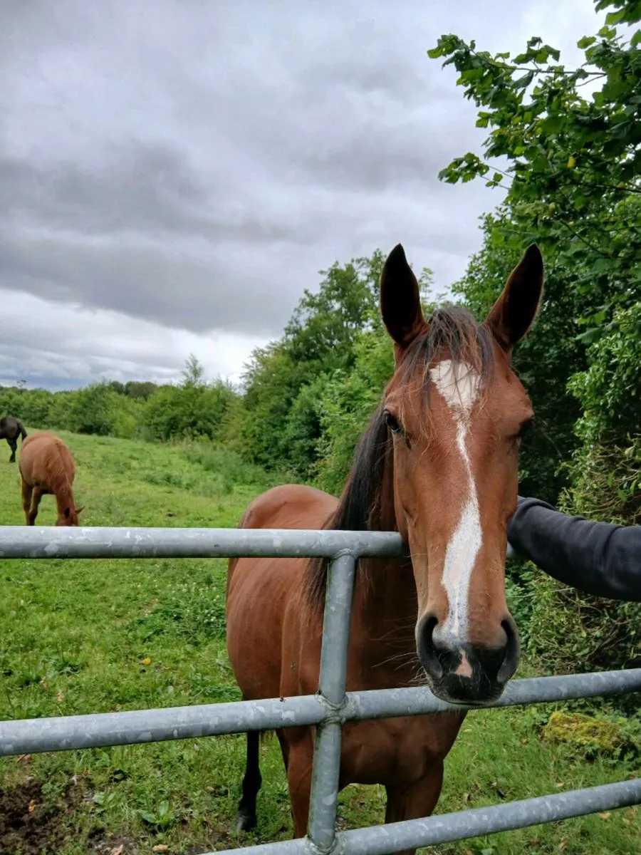 2 Filly's for sale - Image 1