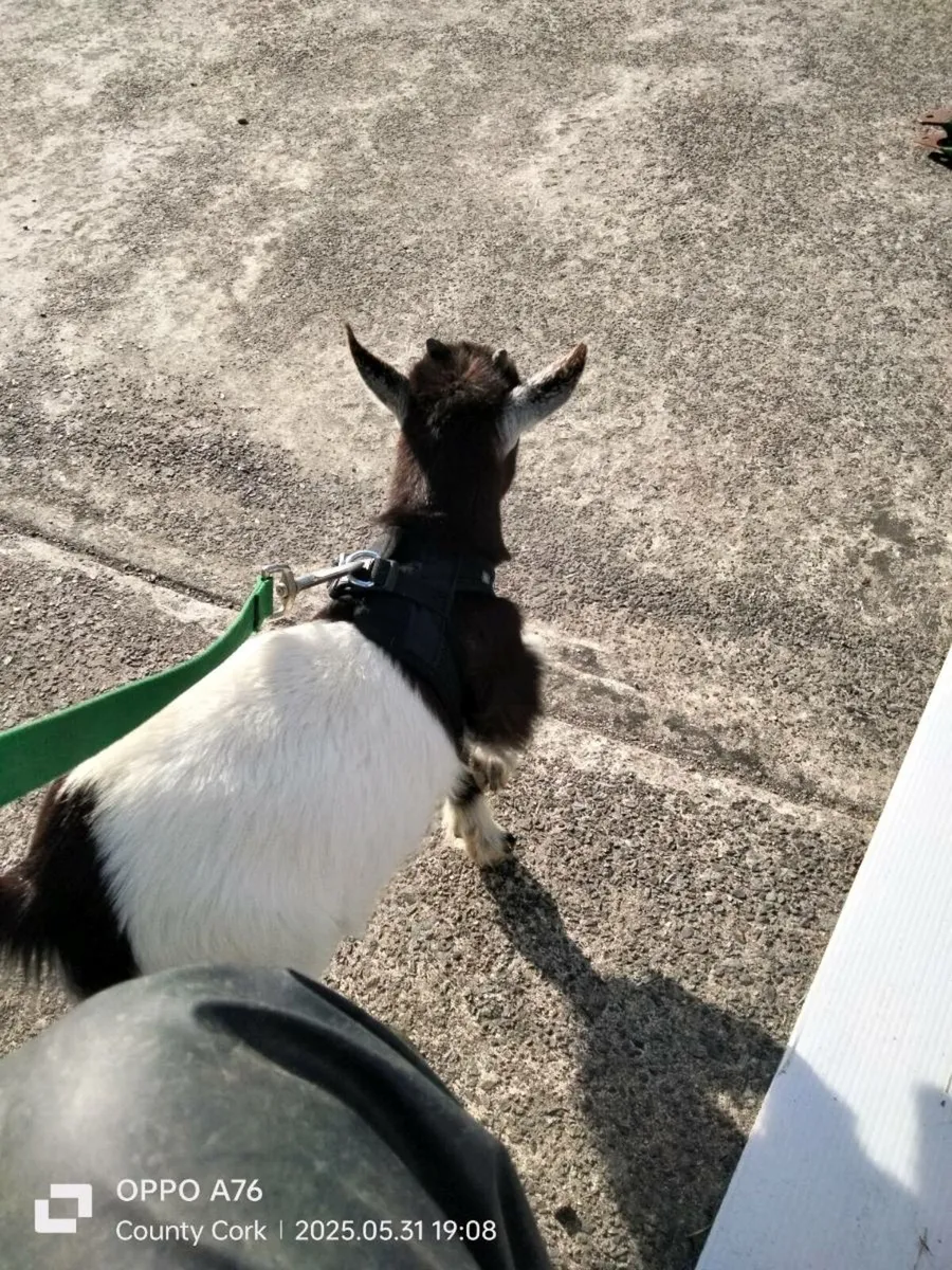 Pygmy Goats - Image 2