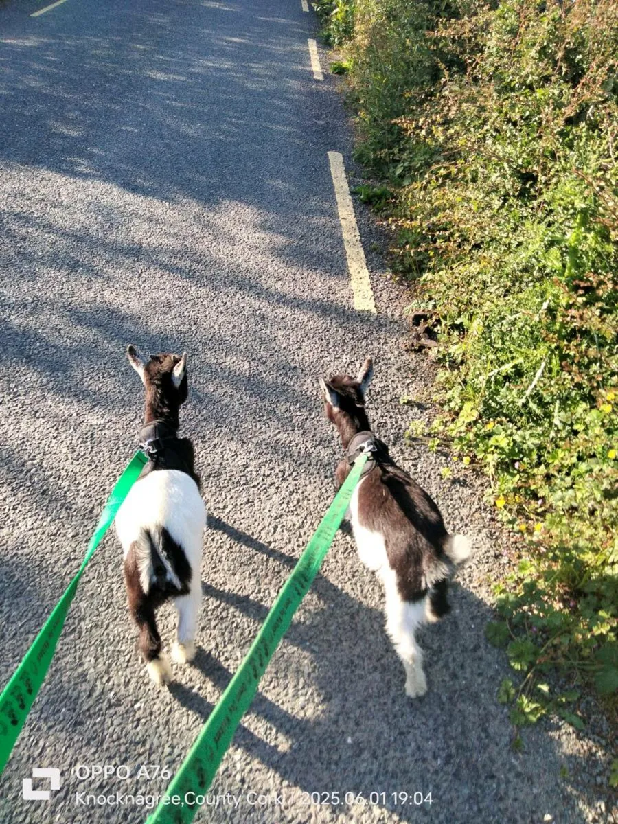 Pygmy Goats - Image 3