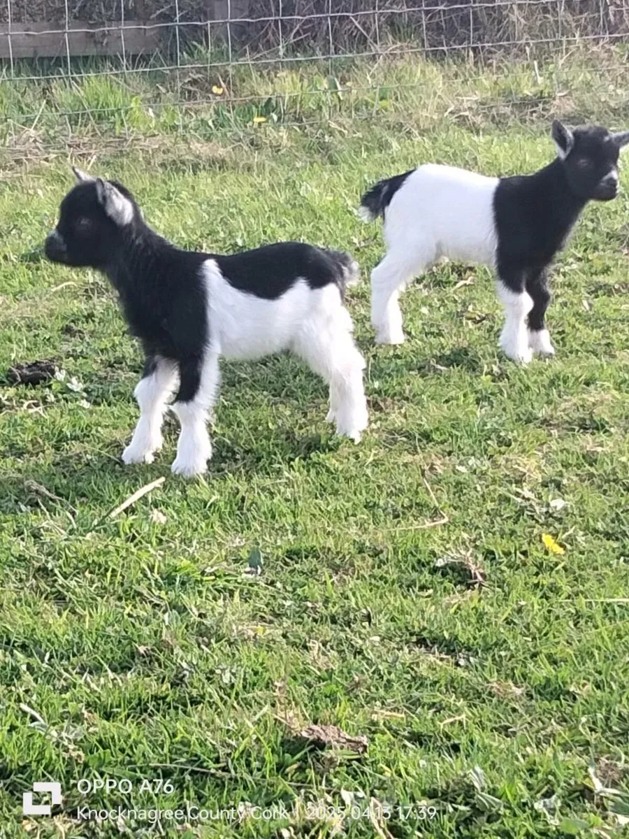 Pygmy Goats - Image 1