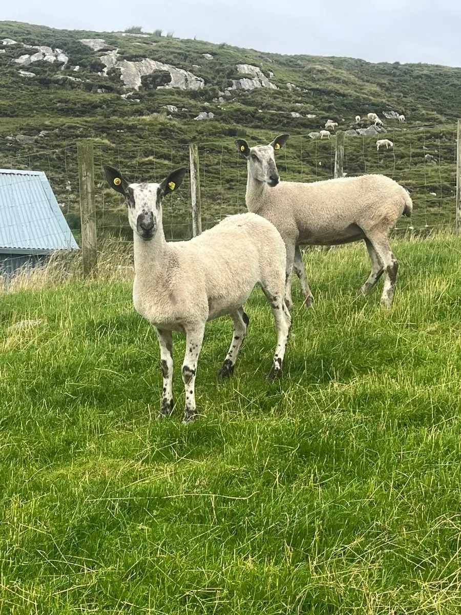 Pbnr blue leicester hoggets and ram - Image 1