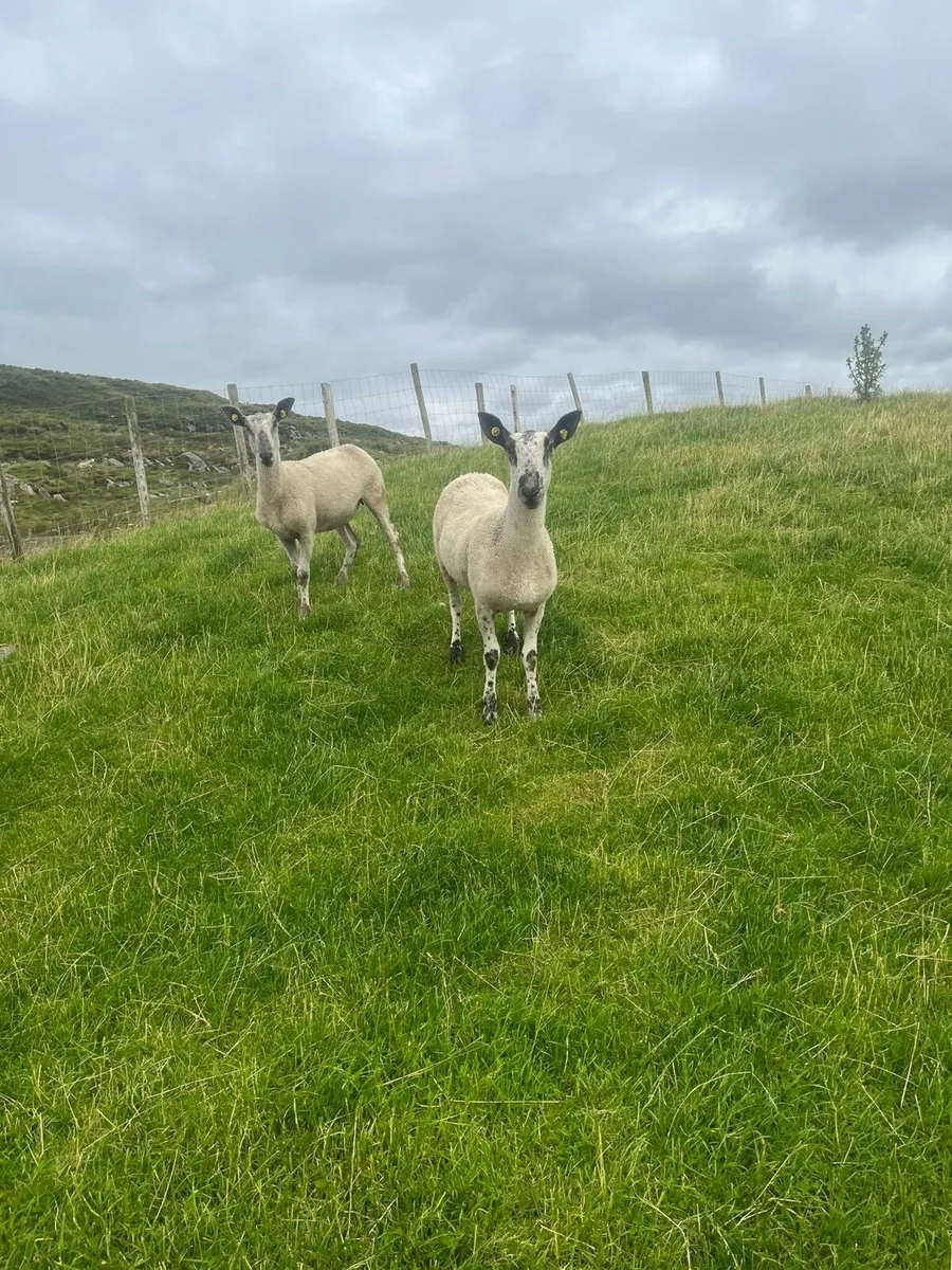 Pbnr blue leicester hoggets and ram - Image 2