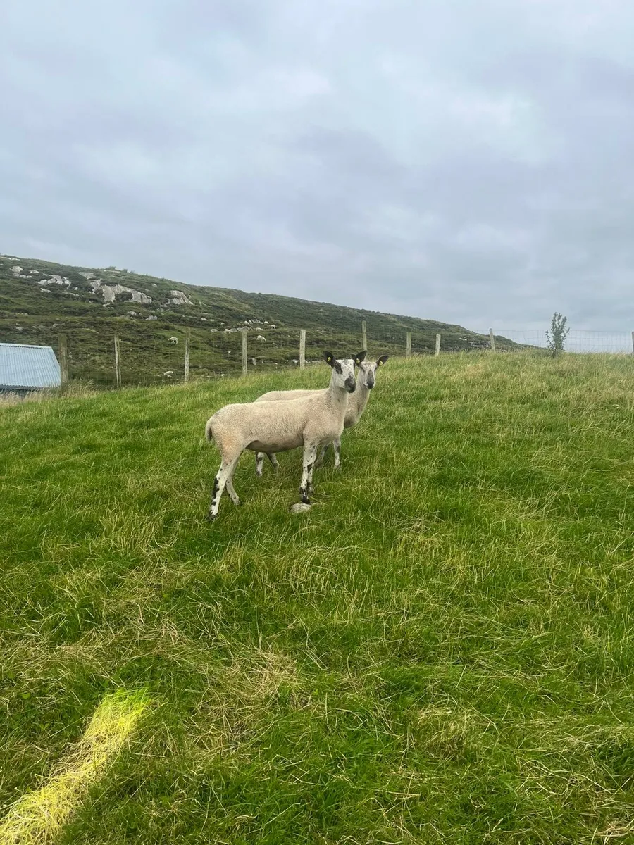 Pbnr blue leicester hoggets and ram - Image 3