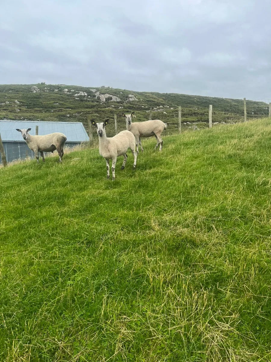 Pbnr blue leicester hoggets and ram - Image 4