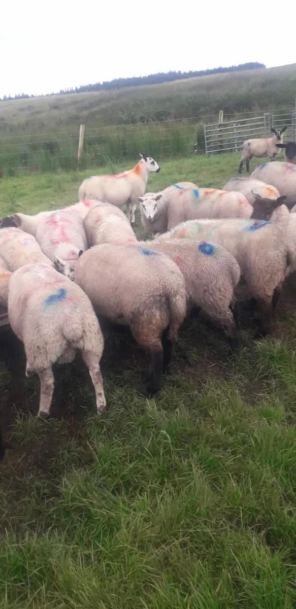 Lambs - Image 1