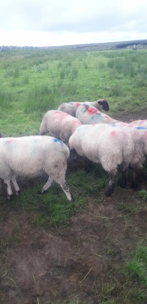 Lambs - Image 2