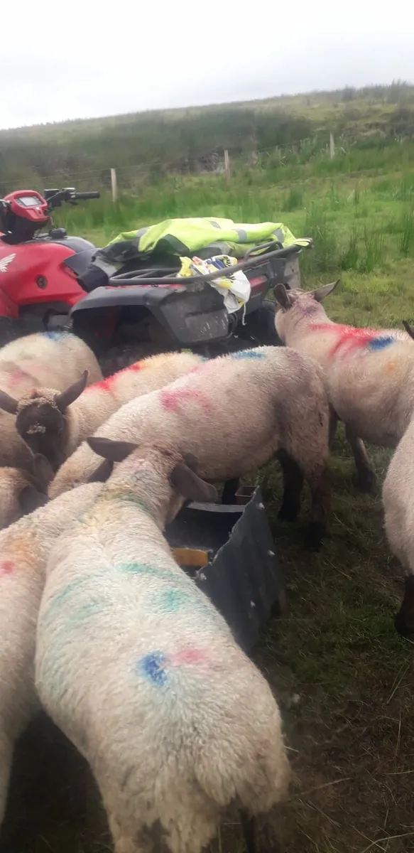 Lambs - Image 3