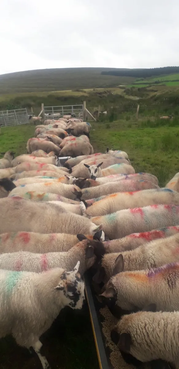 Lambs - Image 4