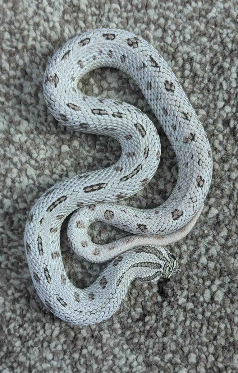 Western Hognose - Image 1