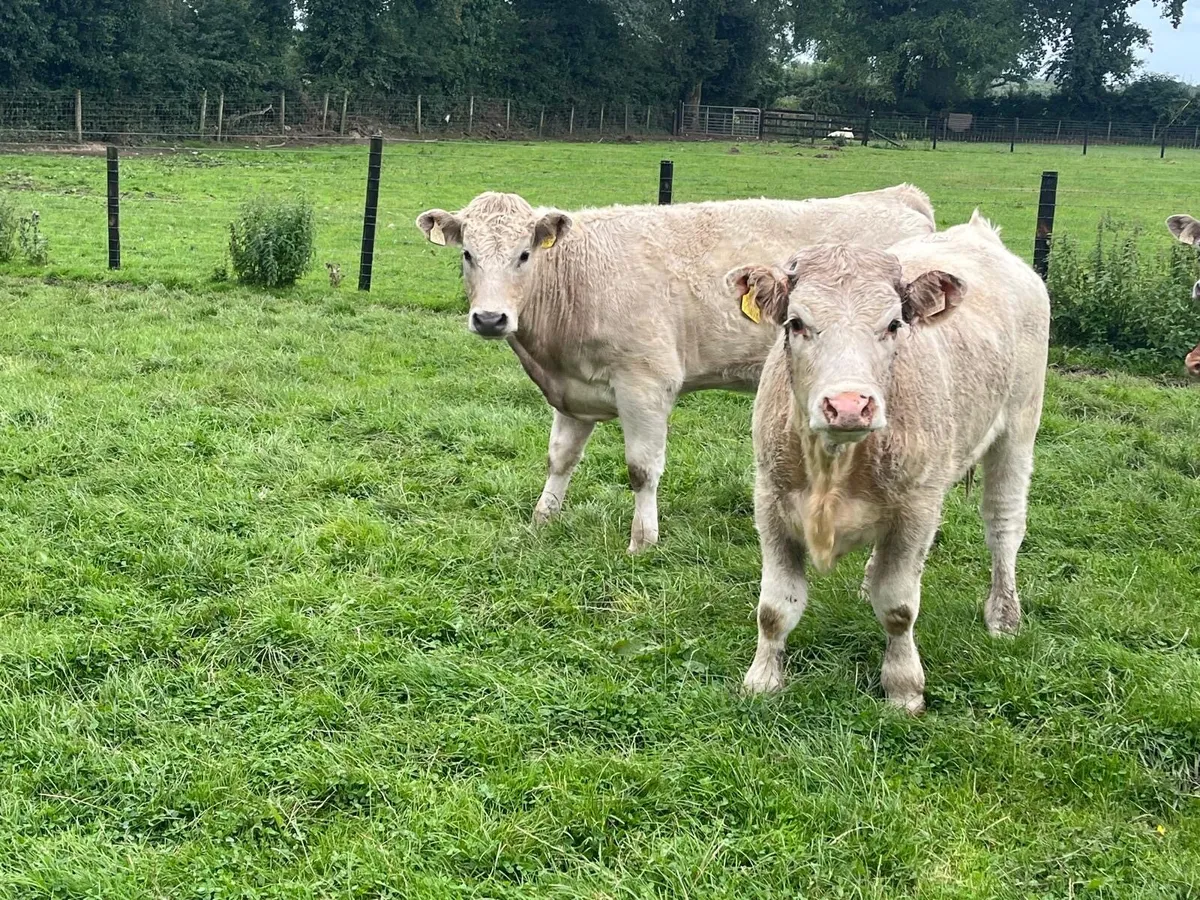 4 super  360 kg charlaois heifers - Image 1