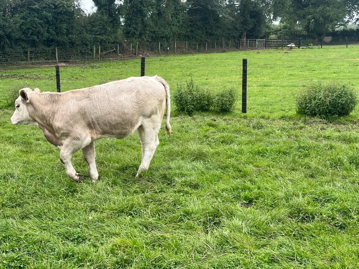 4 super  360 kg charlaois heifers - Image 2