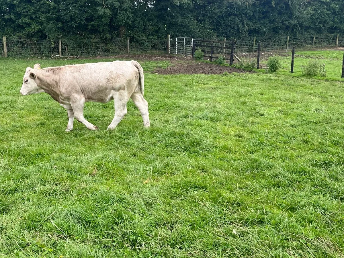 4 super  360 kg charlaois heifers - Image 3