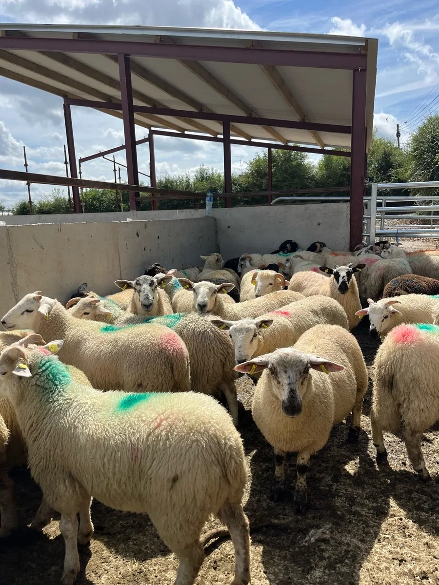 50 super ram lambs for sale - Image 1