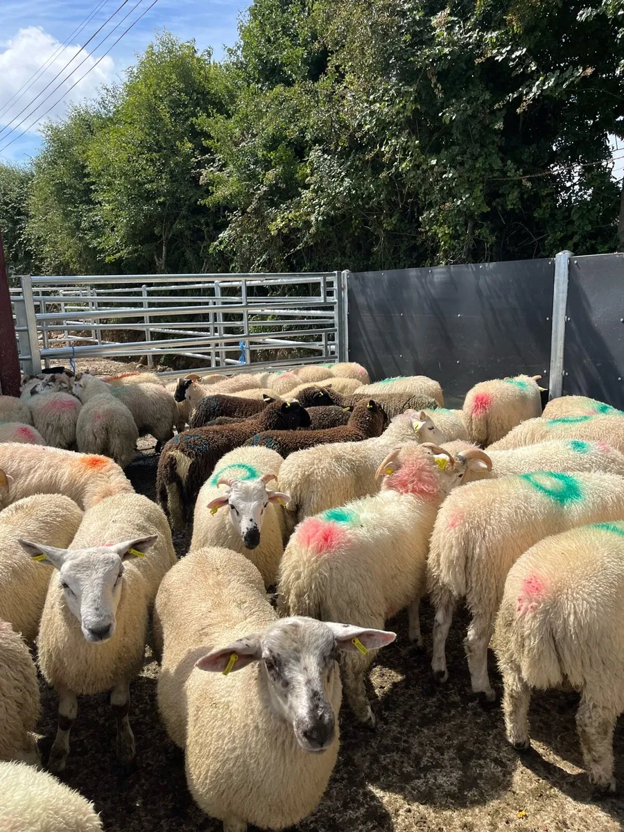 50 super ram lambs for sale - Image 2