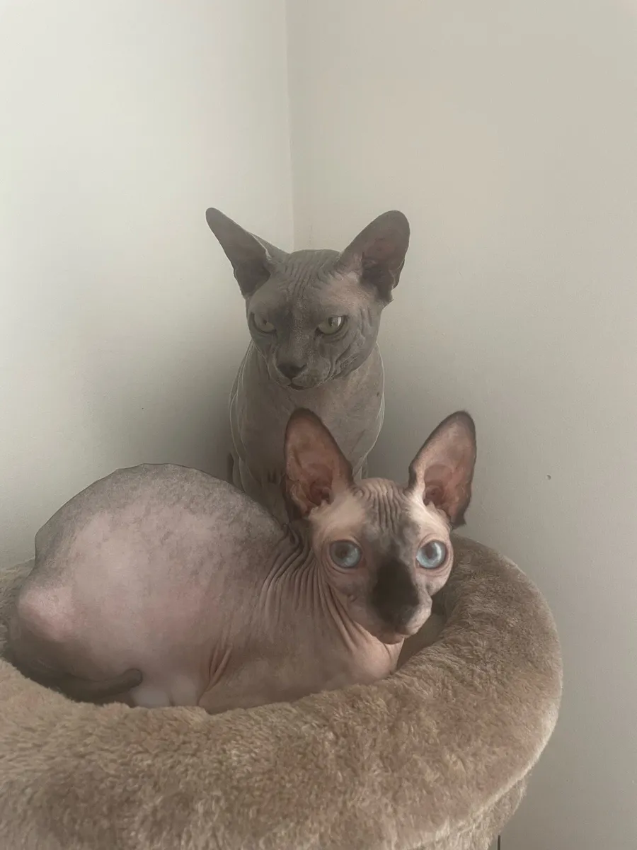 Canadian Sphynx kittens - Image 2