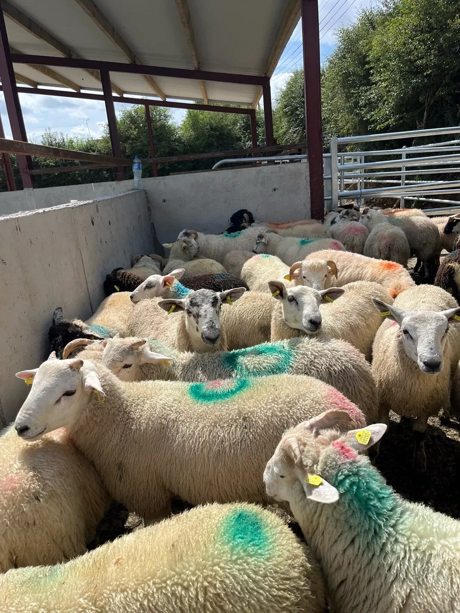 50 super ram lambs for sale - Image 3