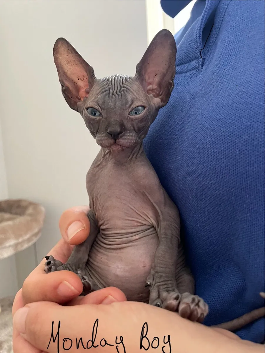 Canadian Sphynx kittens - Image 3